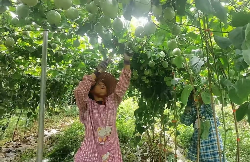 图为村民在百香果种植基地务工——黄金桃摄.jpg